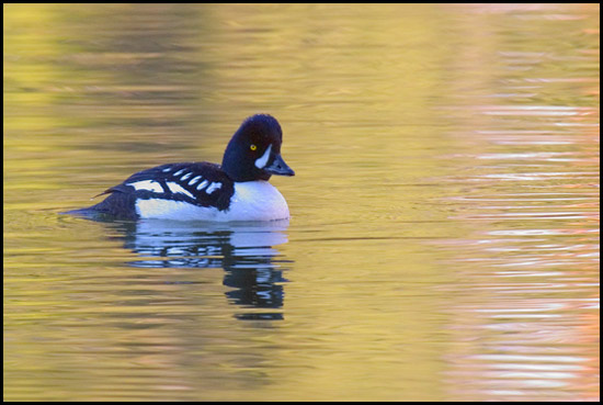 - Male Barrow's Goldeneye Duck in Water Reflecting Sunset Light, Glacier NP -