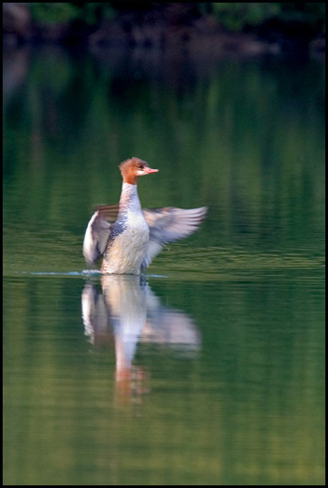 - Female Common Merganser Duck, Glacier NP -
