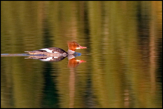 - Female Common Merganser Duck, Sunrise, Glacier NP -