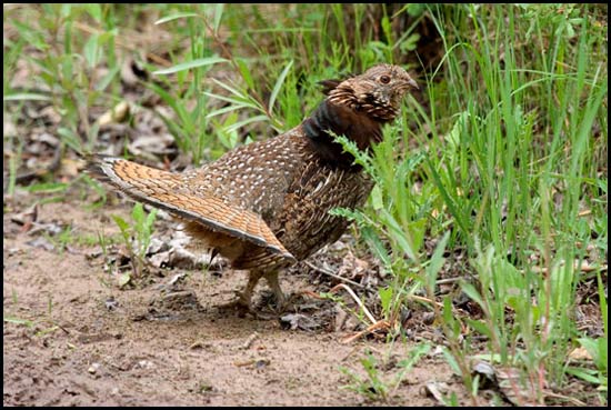- Female Red-Form Ruffed Grouse Displaying, Glacier NP -