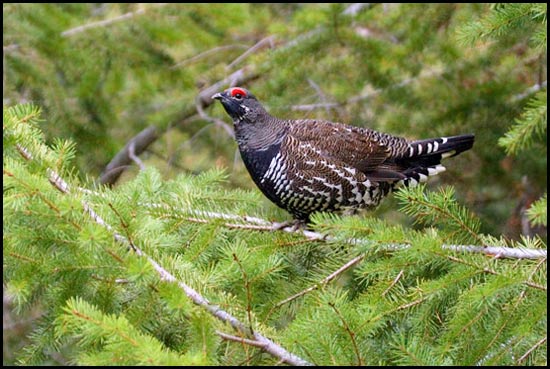 - Male Spruce Grouse, Glacier NP -
