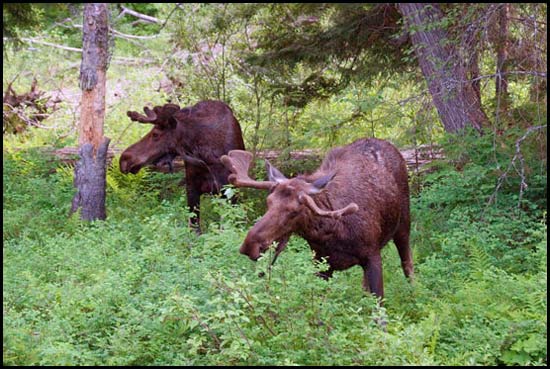 - Two Bull Moose, Glacier NP -
