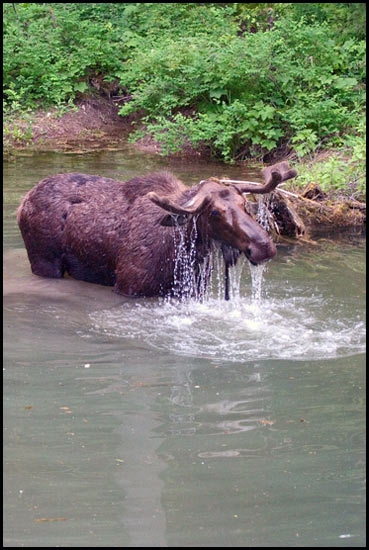 - Bull Moose Feeding in Moose Country Pond, Glacier NP -