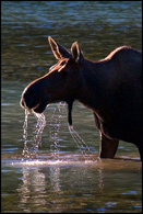 - Backlit Moose Silhouette with Dripping Water, Glacier NP -