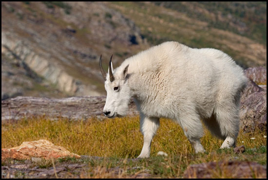 - Mountain Goat, Glacier NP -