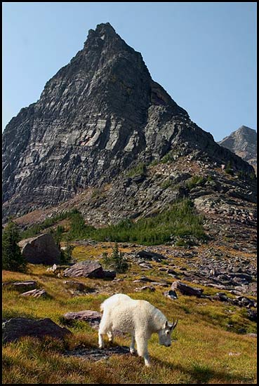 - Mountain Goat Below Gunsight Mountain, Glacier NP -