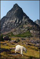 - Mountain Goat Below Gunsight Mountain, Glacier NP -