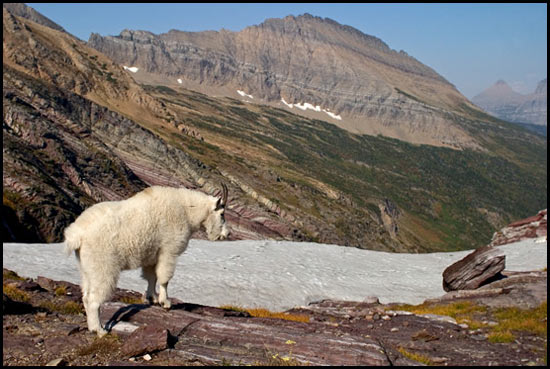 - Mountain Goat Looking Towards Fusillade Mountain, Glacier NP -