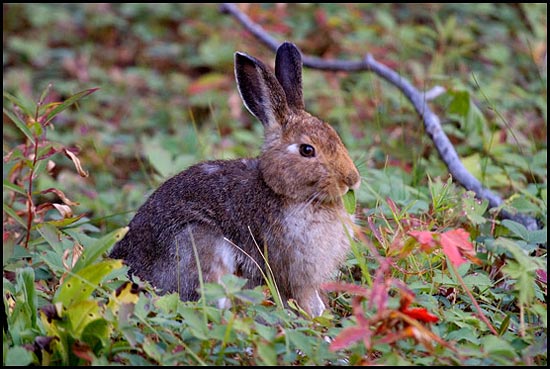 - Snowshoe Hare Eating a Leaf, Glacier NP -