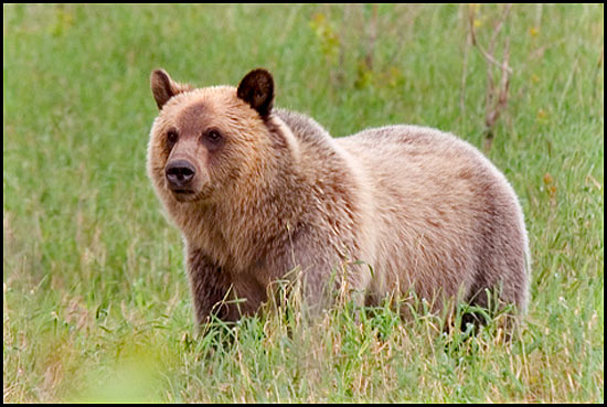 - Grizzly Bear, Glacier NP -