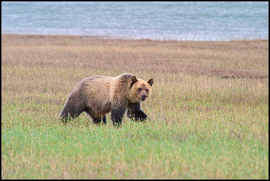 - Grizzly Bear, Glacier NP -