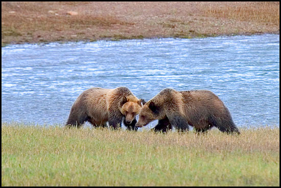 - Two Grizzly Bears (Siblings), Glacier NP -