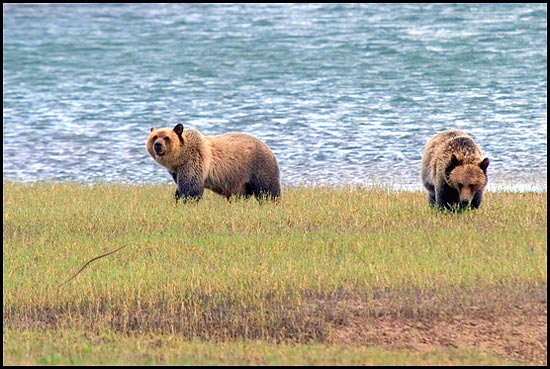 - Two Grizzly Bears (Siblings), Glacier NP -