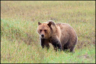 - Grizzly Bear, Glacier NP -