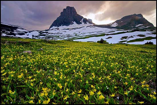 - Glacier Lillies Growing Below Clements Mtn. and Mt. Oberlin, Sunset, Glacier NP -
