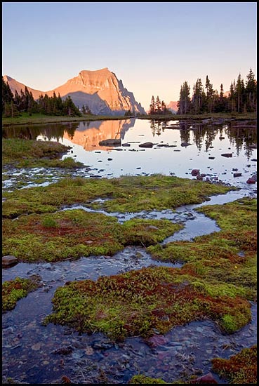 - Green & Red Moss Growing in a Seasonal Pond, Below Going to the Sun Mtn at Sunset, Glacier NP -