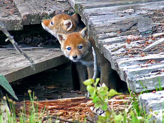 - Wild Blue Eyed Coyote Puppies, Grand Teton NP -