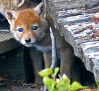 - Wild Blue Eyed Coyote Puppy, Grand Teton NP -