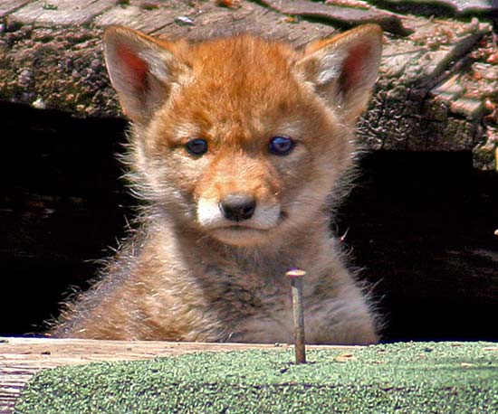 - Wild Blue Eyed Coyote Puppy, Grand Teton NP -