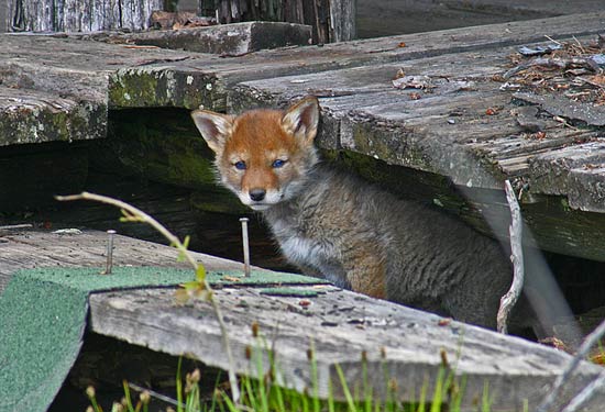 - Wild Blue Eyed Coyote Puppy, Grand Teton NP -