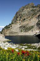 - Wildflowers at Lake of the Crags, Grand Teton NP -