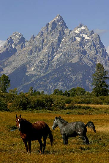 - Horses in the Jackson Hole Valley Below the Teton Range, Grand Teton NP -