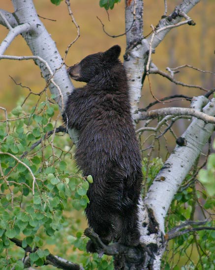 - Black Bear Cub Climbing an Aspen Tree, Grand Teton NP -