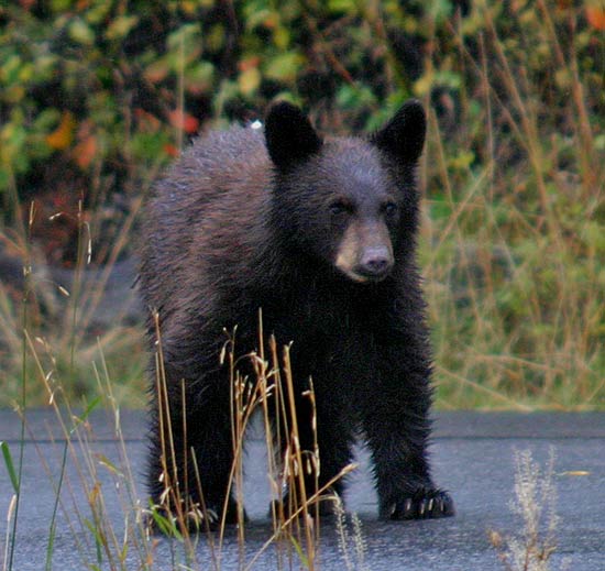 - Black Bear Cub Crossing the Moose-Wilson Road, Grand Teton NP -