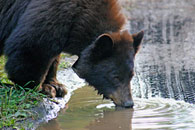 - Collared Black Bear Drinking From a Puddle, Grand Teton NP -