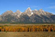 - Fall Colors Along the Snake River, Below the Teton Range, Grand Teton NP -