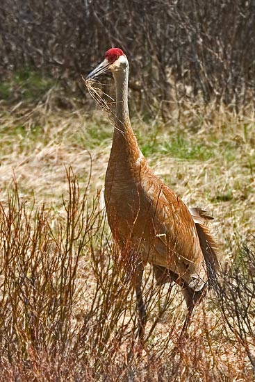 - Sandhill Crane, Grand Teton NP -