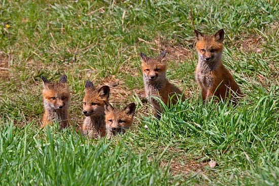 - Five Fox Kits Looking Out of Their Den, Grand Teton NP -