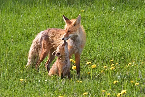 - Fox Kit and Mother, Grand Teton NP -