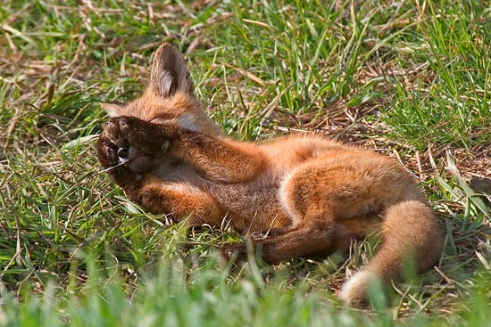 - Fox Kit Playing With a Feather, Grand Teton NP -