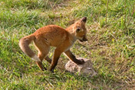 - Fox Kit Playing, Grand Teton NP -