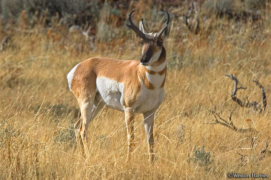 - Pronghorn Buck, Grand Teton NP -