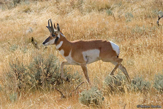 - Pronghorn Buck, Grand Teton NP -