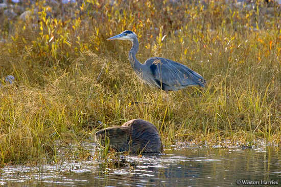 - Great Blue Heron and Beaver, Grand Teton NP -