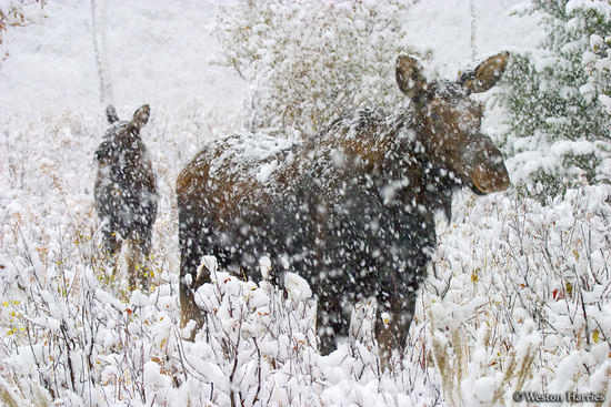 - Cow Moose Leads her Calf Through Heavy Snow, Grand Teton NP -