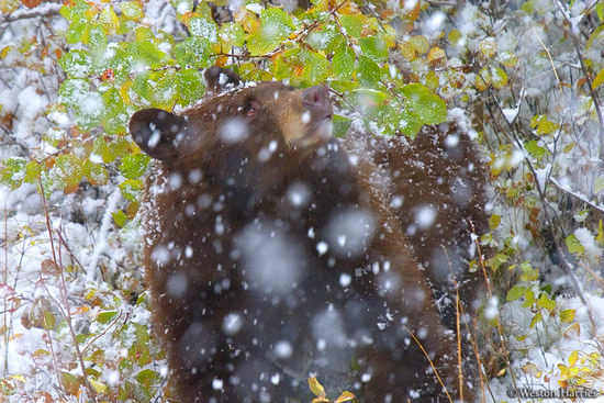 - Black Bear looking up through heavy falling snow, Grand Teton NP -