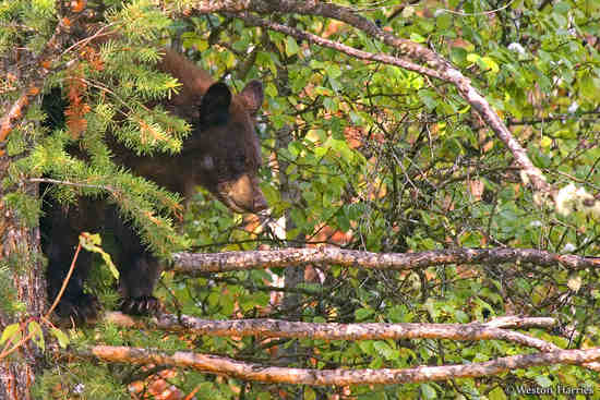 - Black Bear Cub Perched on Thin Branches, Grand Teton NP -