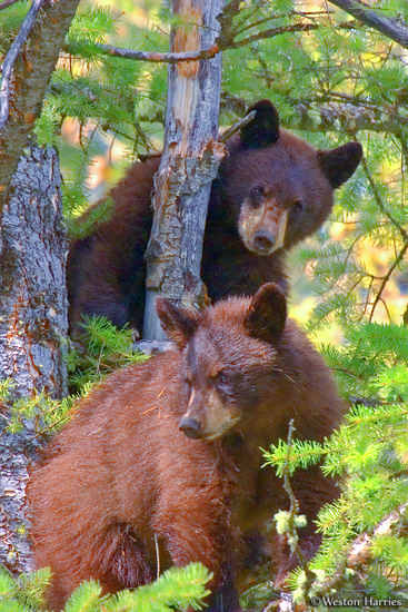 - Black Bear Cub Siblings Perched High in a Pine Tree, Grand Teton NP -