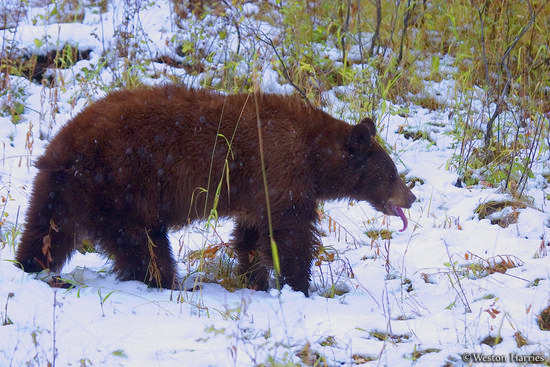- Black Bear Sow with Tongue Sticking Out, Grand Teton NP -