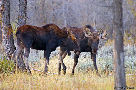 - Two Young Bull Moose Sparring, Grand Teton NP -