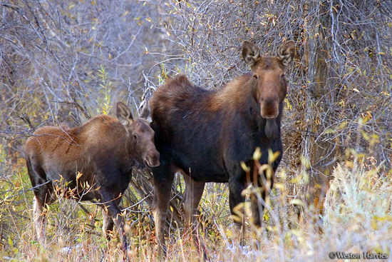 - Cow Moose with her Calf, Grand Teton NP -