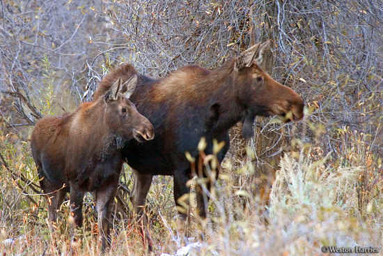 - Cow Moose with her Calf, Grand Teton NP -
