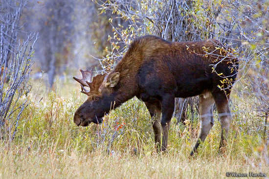 - Young Bull Moose, Grand Teton NP -