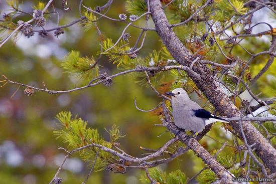 - Clark's Nutcracker, Grand Teton NP -