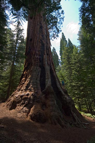 - A Hiker Perched on the Side of the Boole Tree, Sequoia National Forest -