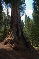 - A Hiker Perched on the Side of the Boole Tree, Sequoia National Forest -